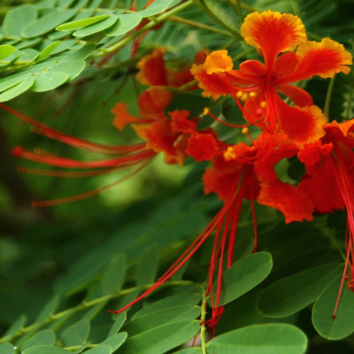 Peacock bush / Pride of Barbados