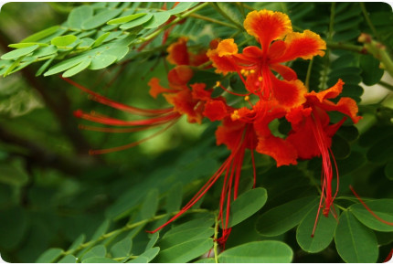 Peacock Bush / Pride of Barbados