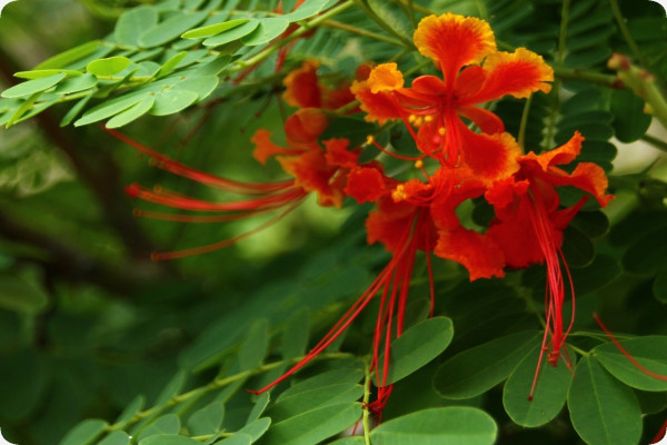 Peacock bush / Pride of Barbados