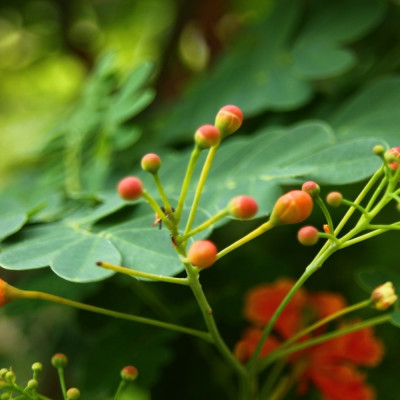 Peacock bush / Pride of Barbados