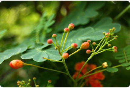 Peacock Bush / Pride of Barbados