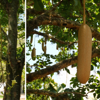 Leberwurstbaum