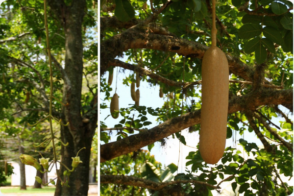 Leberwurstbaum