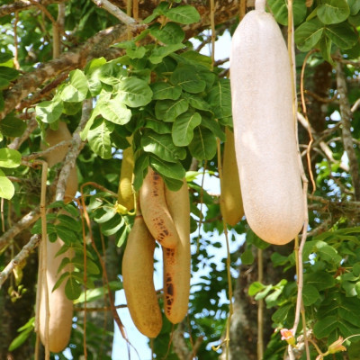 Leberwurstbaum