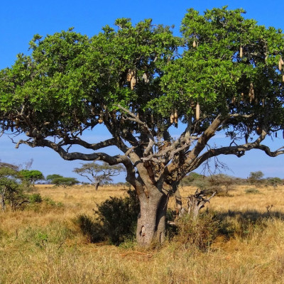Leberwurstbaum