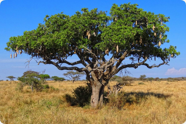 Leberwurstbaum