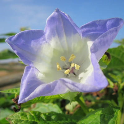 Blaue Lampionblume