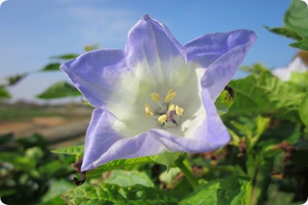 Blaue Lampionblume