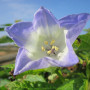Blaue Lampionblume