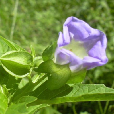 Blaue Lampionblume