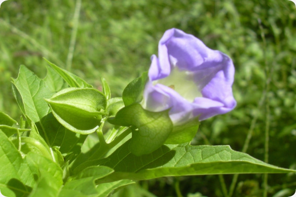 Blaue Lampionblume