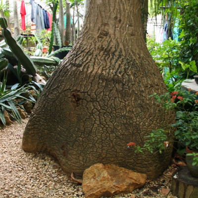 Elefantenfuß / Flaschenbaum