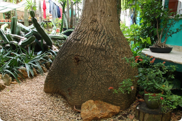 Elefantenfuß / Flaschenbaum