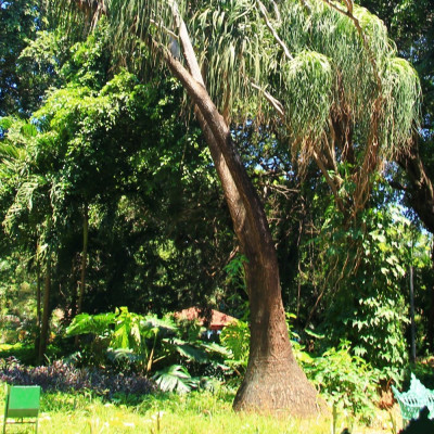Elefantenfuß / Flaschenbaum