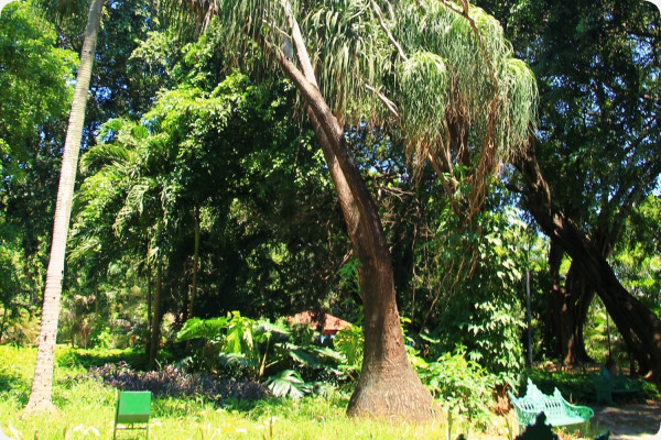 Elefantenfuß / Flaschenbaum