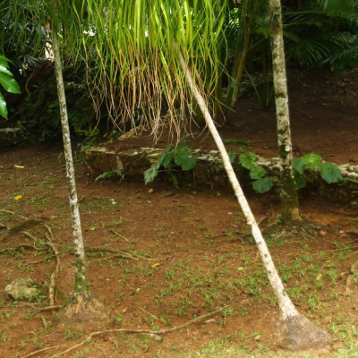 Elefantenfuß / Flaschenbaum