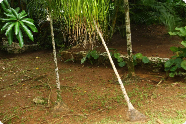 Elefantenfuß / Flaschenbaum
