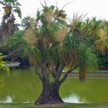 Elefantenfuß / Flaschenbaum