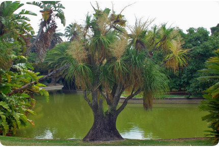 Árvore do pé / garrafa de elefante