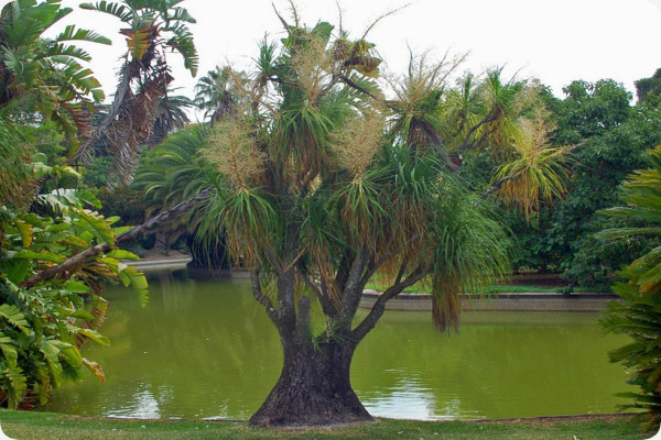Elefantenfuß / Flaschenbaum