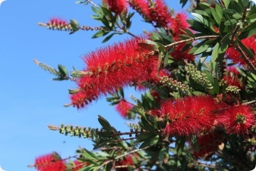 Australischer Lampenputzer