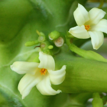 Tropischer Melonenbaum / Papaya