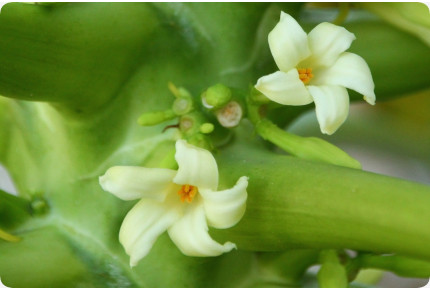 Tropischer Melonenbaum / Papaya
