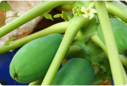 Tropischer Melonenbaum / Papaya