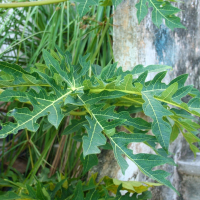 Tropical melon tree / papaya