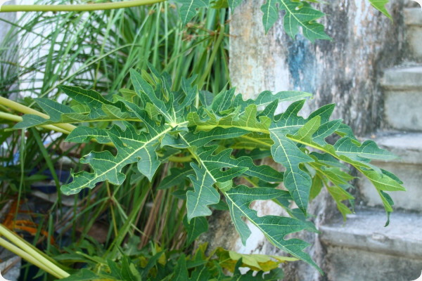 Tropical melon tree / papaya