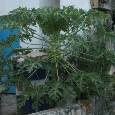 Tropical melon tree / papaya