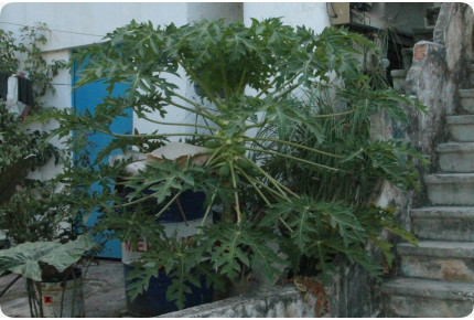 Tropischer Melonenbaum / Papaya