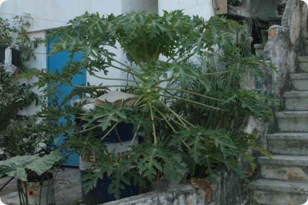 Tropical melon tree / papaya