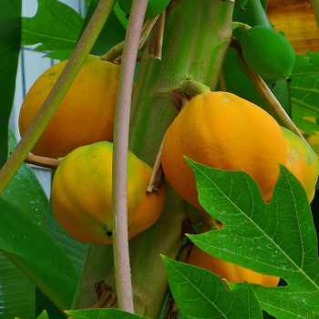 Tropischer Melonenbaum / Papaya