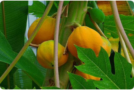 Tropischer Melonenbaum / Papaya