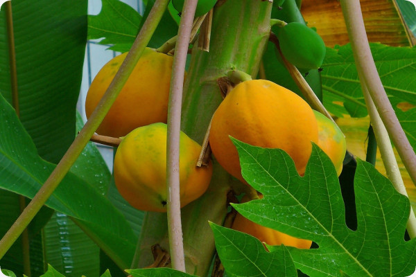Tropical melon tree / papaya