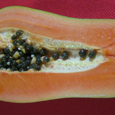 Tropical melon tree / papaya