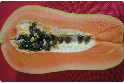 Tropischer Melonenbaum / Papaya