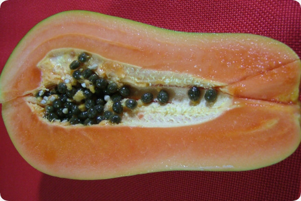 Tropical melon tree / papaya