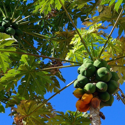 Tropical melon tree / papaya