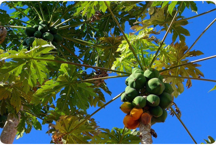 Tropischer Melonenbaum / Papaya