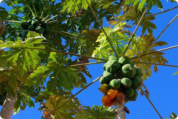Tropical melon tree / papaya
