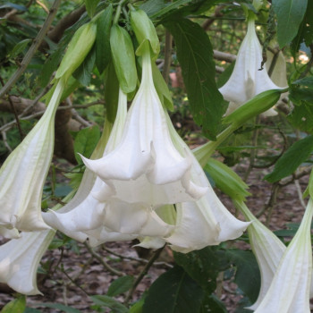 Angel's Trumpet / White