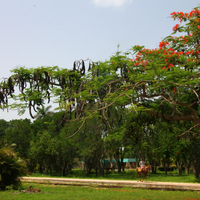 Flame tree