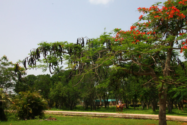 Flame tree