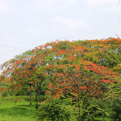 Flame tree