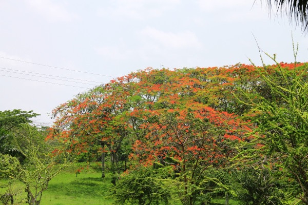Flame tree