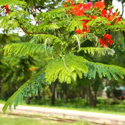 Flame tree