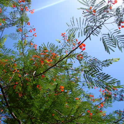 Flame tree