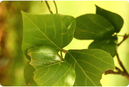 Caribbean coral bush